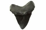 Fossil Megalodon Tooth - South Carolina #331471-1